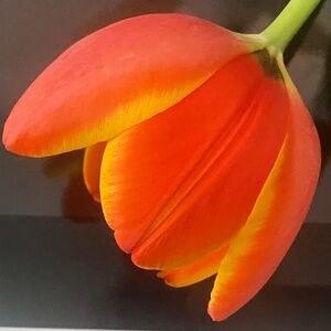 Meet your Posher, Tiffani